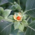 A new study of Ashwagandha by doctors in King George Medical University (KGMU), Lucknow reveals that the herb could also be a blessing for infertile men or couples unable to [â€¦]
