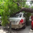 Roving Eye Exclusive: As the Court proceedings continued in the National Consumer Disputes Redressal Commission in Delhi Governmentâ€™s premises at Vikas Bhawan, New Delhi, an old tree got uprooted adjacent [â€¦]