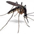 Are there deliberate attempts to hide the number of dengue cases in this election year? RNI News, New Delhi: When Benazir (a teacher by profession) caught fever, she didnâ€™t know [â€¦]